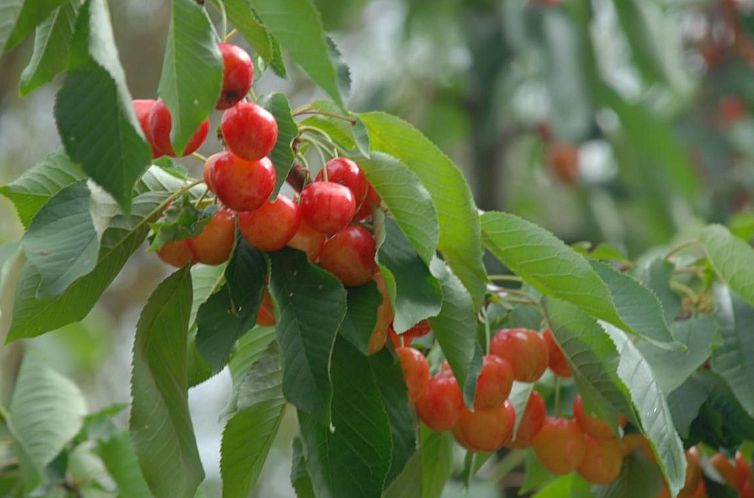 Appartement Unabhaengige Wohnung in Amelia mit Grill und Gar