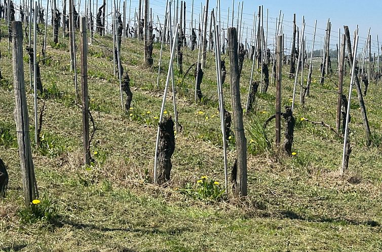 Appartement Casa il Cuore delle Langhe bei Holiday World