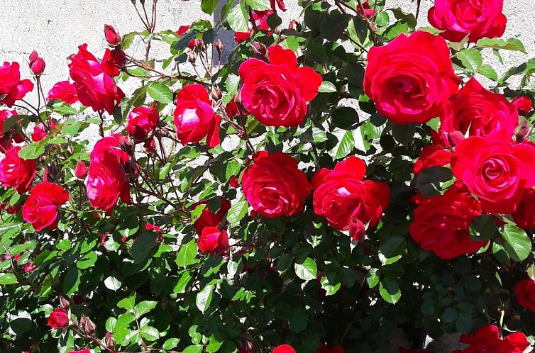 Appartement Miniloft-Siedlung mit Schwimmbad