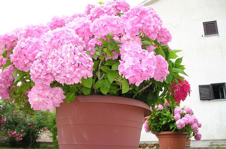 Appartement "Gemütlicher Garten" mit Terrasse