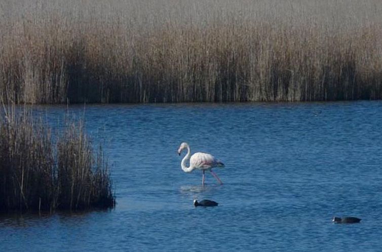 Appartement "Gemütlicher Garten" mit Terrasse