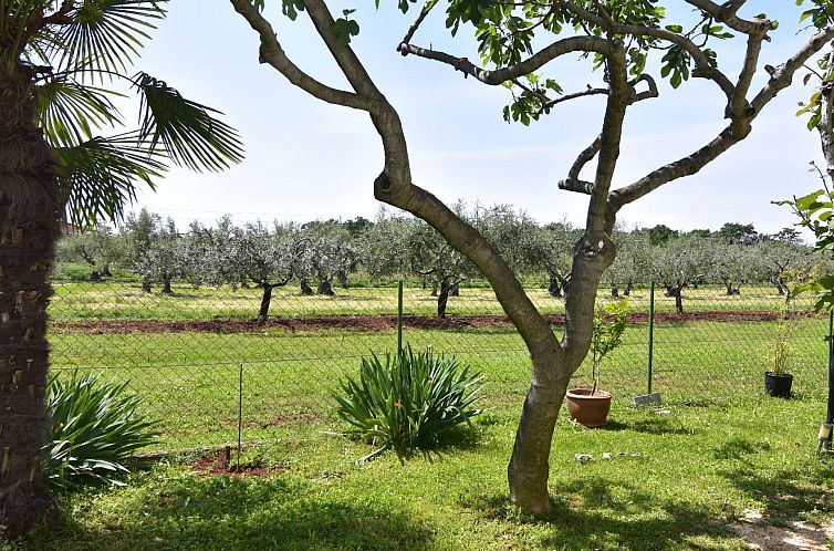 Appartement Geräumige Kellerwohnung in der Nähe von Umag