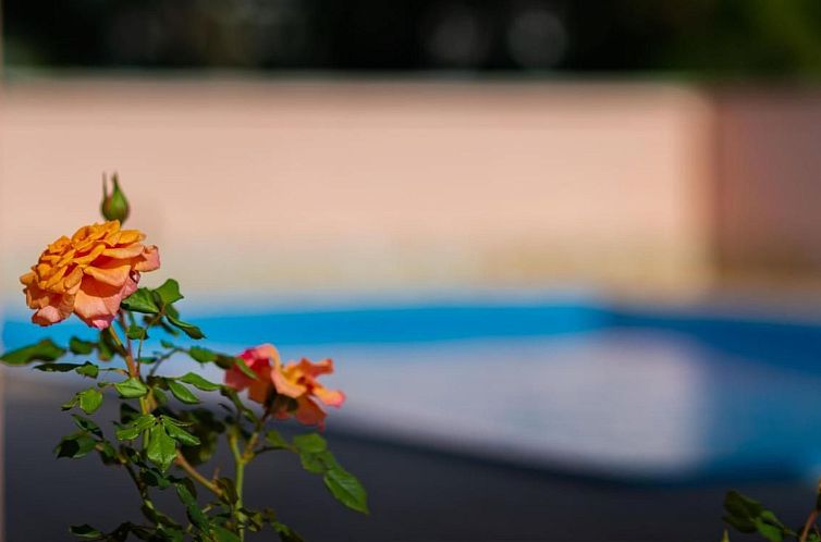 Vakantiehuis Joy 6 Mary