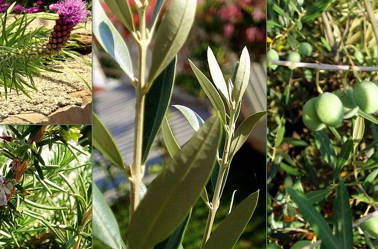 Vakantiehuis 'Villa Ivisa' mit eigenem Pool