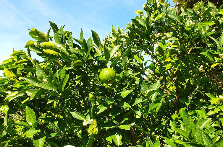 Appartement Apartment 154