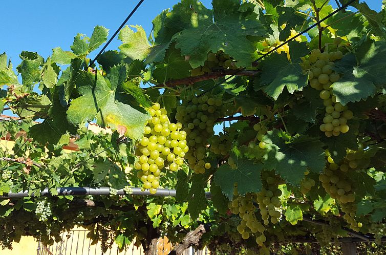 Vakantiehuis Schöne Villa mit Garten und Biodesign-Pool