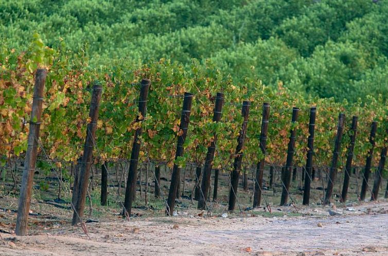 Under Oaks Guest House