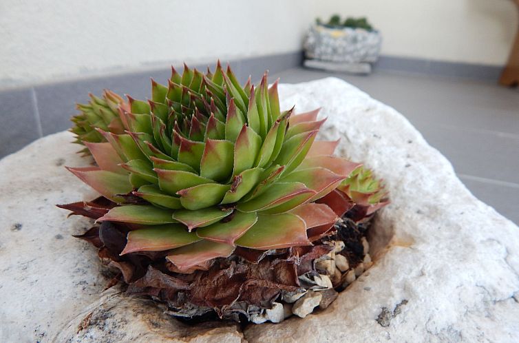 Appartement Gemütliche Ferienwohnung direkt am Meer