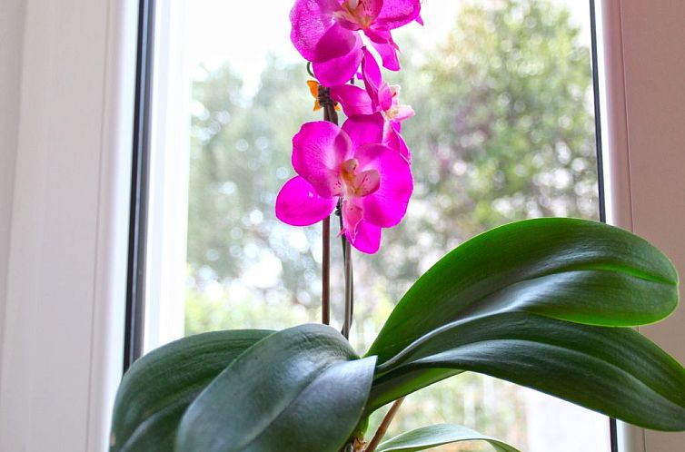 Appartement Ivana mitten im Blumengarten