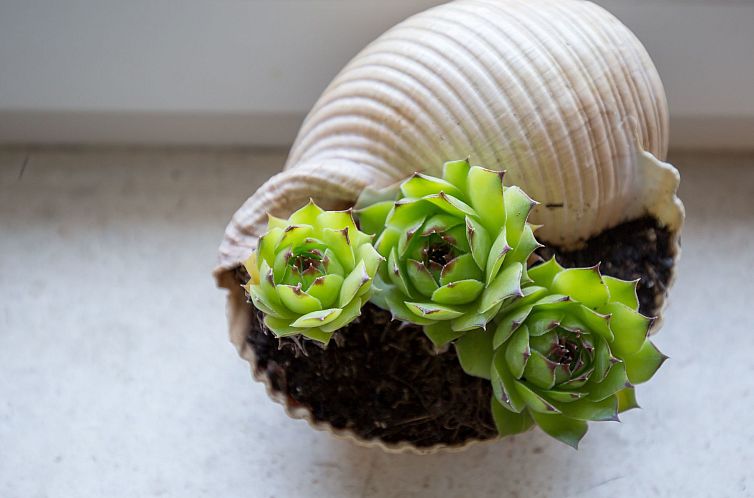 Vakantiehuis Großes Ferienhaus mit Terrasse und Garten