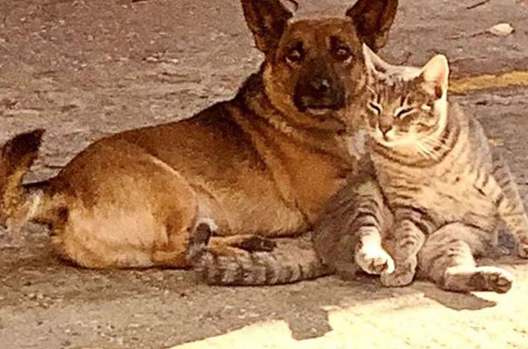 Appartement Komfortable Ferienunterkunft -A2 "Olivenbaum"