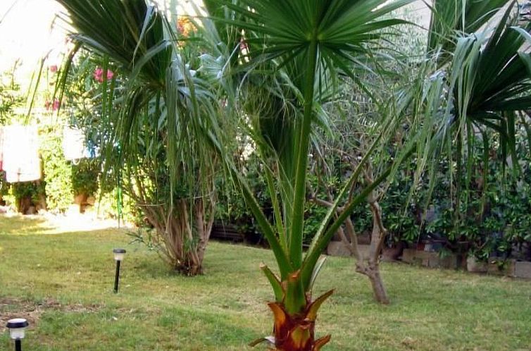 Appartement Große Ferienwohnung in Pag mit Privater Terrass