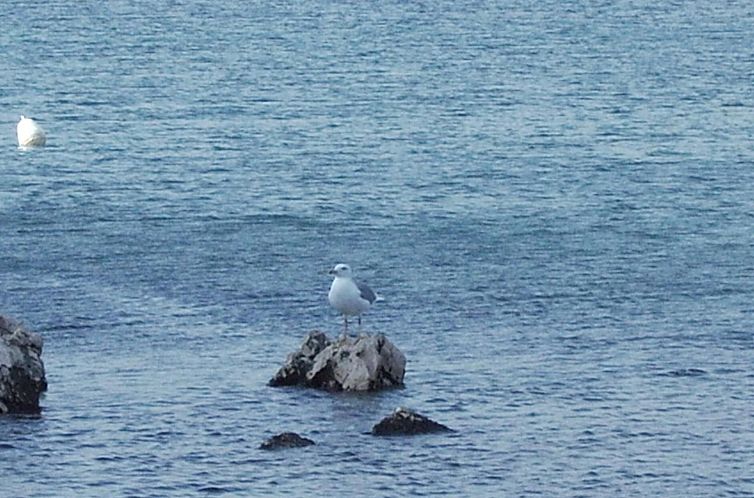 Appartement mit Meerblick in Vinjerac