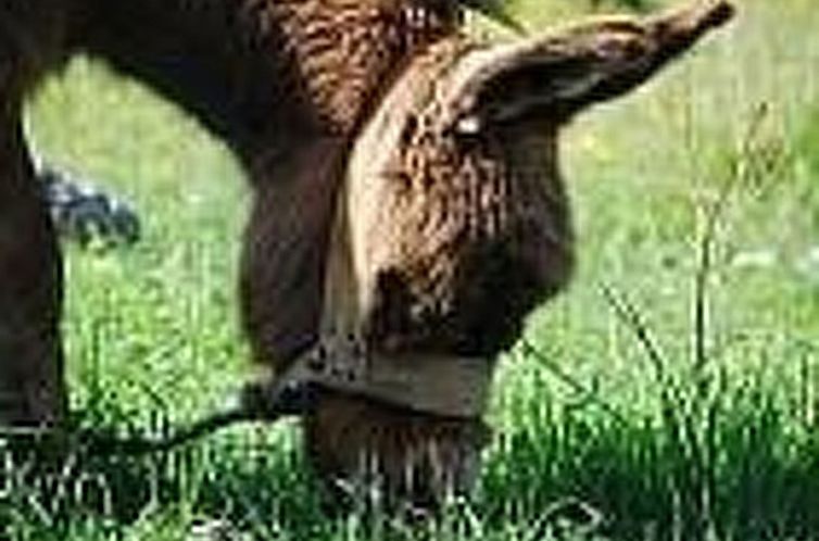 Appartement in Poljica-Marina