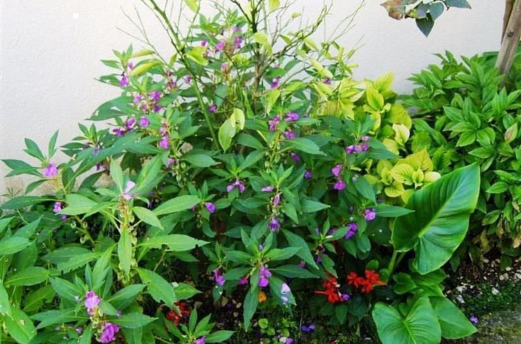 Appartement Studio mit Balkon für zwei Personen