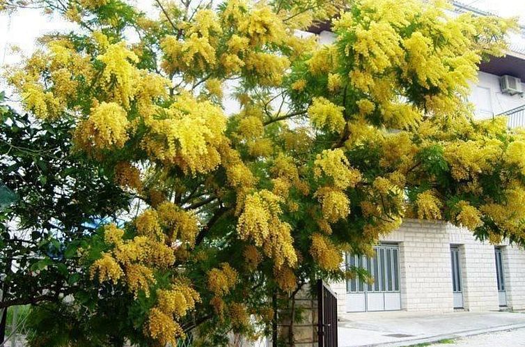 Appartement Große Wohnung in Podstrana mit Grill und Terras