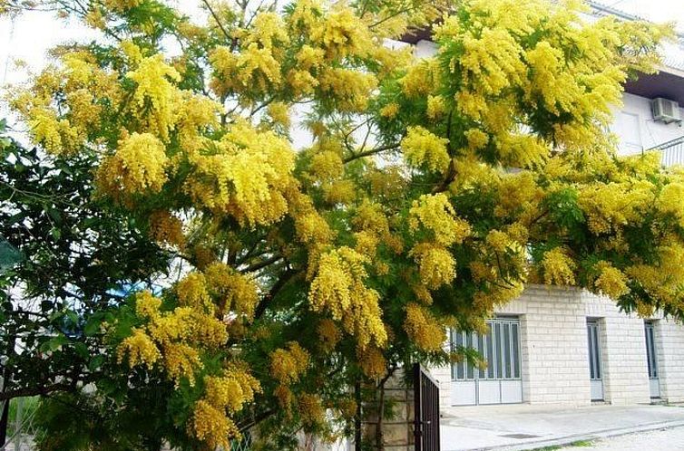 Appartement mit Balkon für fünf Personen