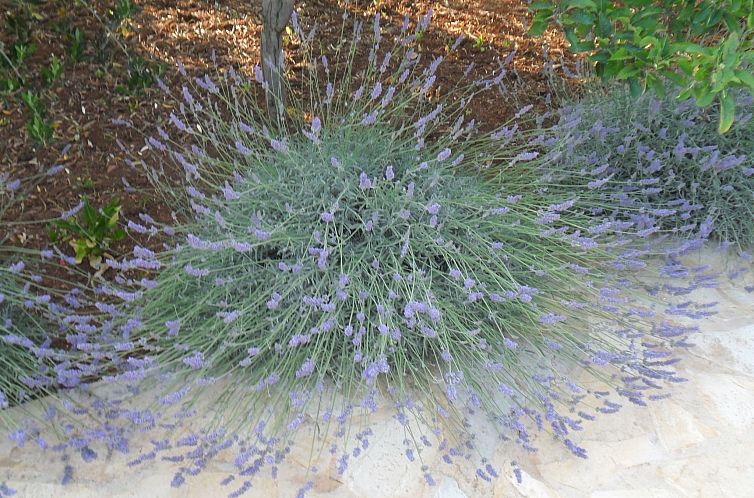 Appartement Wohnung "Wohnung Nr. 2".