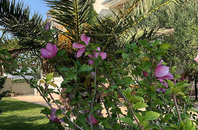 Vakantiehuis Villa Olive Grove