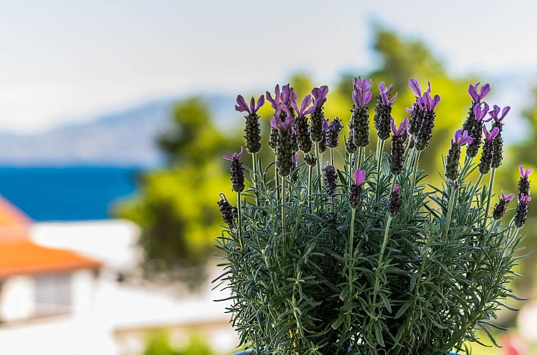 Appartement Villa 2 Pools