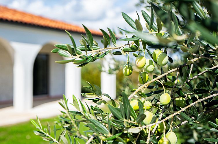 Vakantiehuis Olivarum