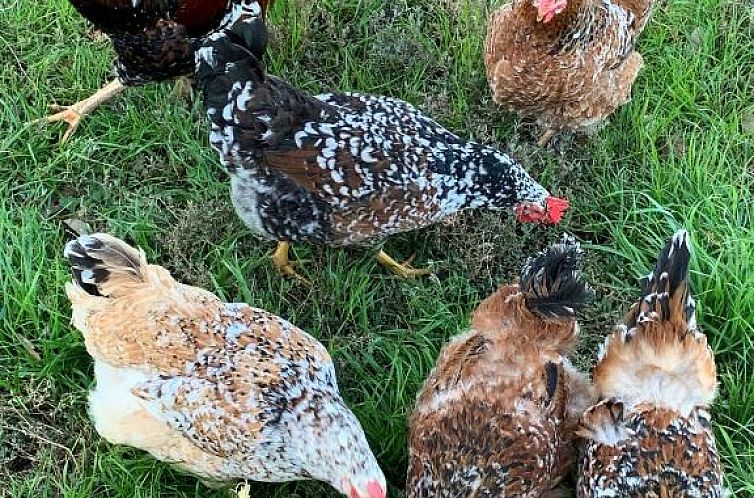 Potteberg Guest Farm