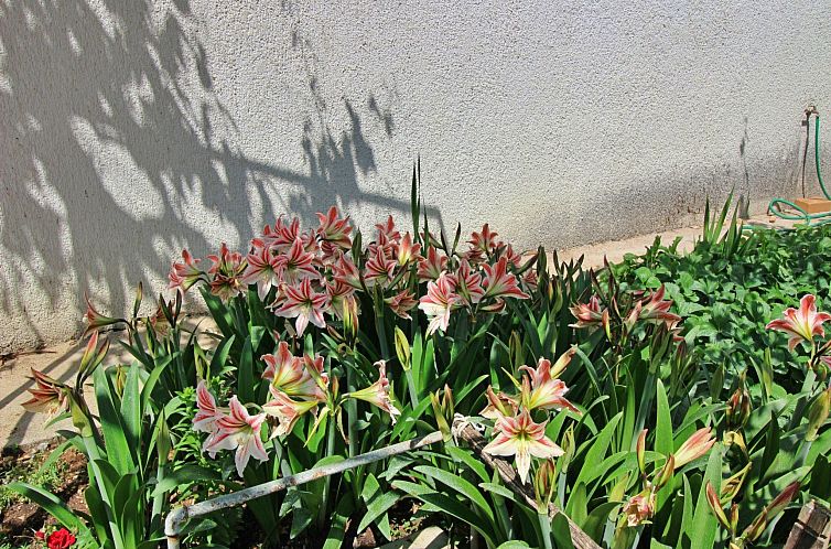 Appartement Apartment Dragica