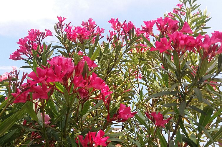Appartement Wohnung "Oleandri1" mit Blick auf das Wasser