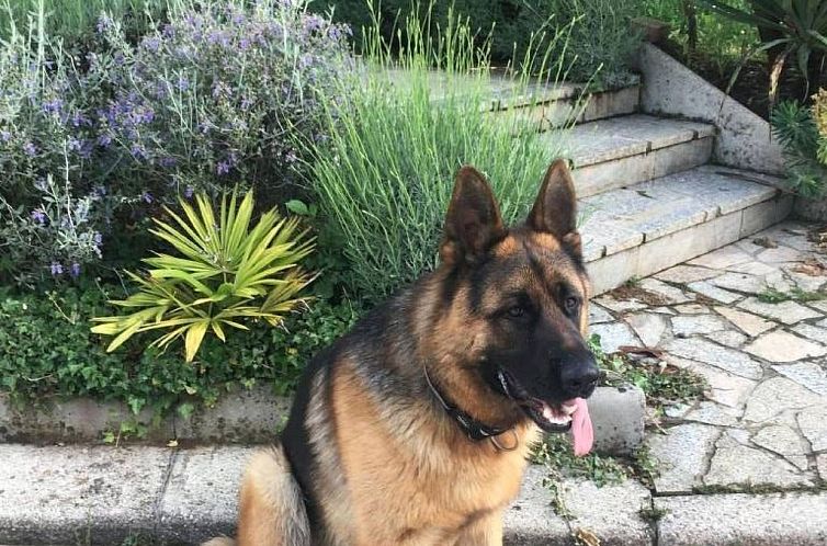 Appartement Erdgeschoss-Apartment A2