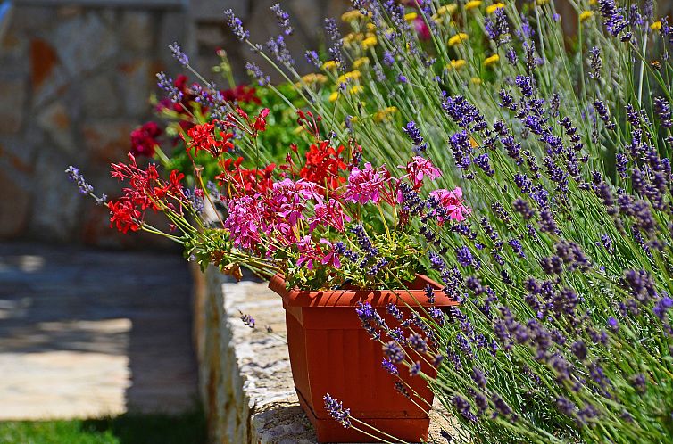 Appartement Villa Tara