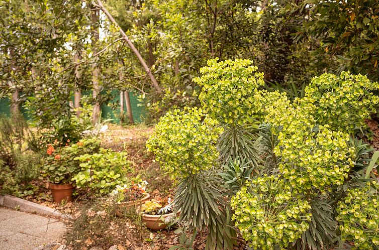 Vakantiehuis Tiny house Laurel - 70 Meter vom Strand entfern