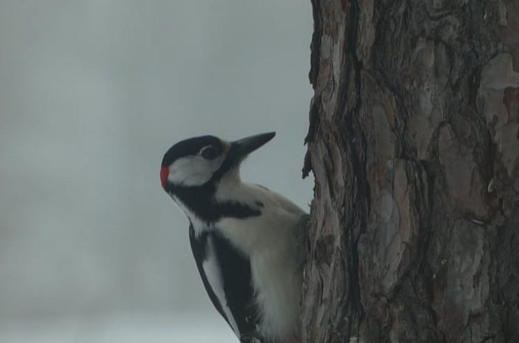 Vakantiehuisje in Østby