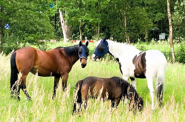 Vakantiehuisje in Langweer