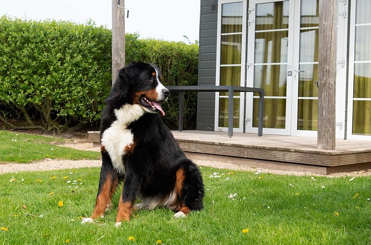 Unterkunft 111112 - Ferienhaus Belgischen Küste - Comfort Lodge | 2 p. (27 m2) - Honden toegelaten - Met airco