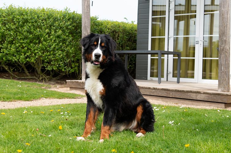 Comfort Lodge | 4 p. (32 m2) - Honden toegelaten - Met airco