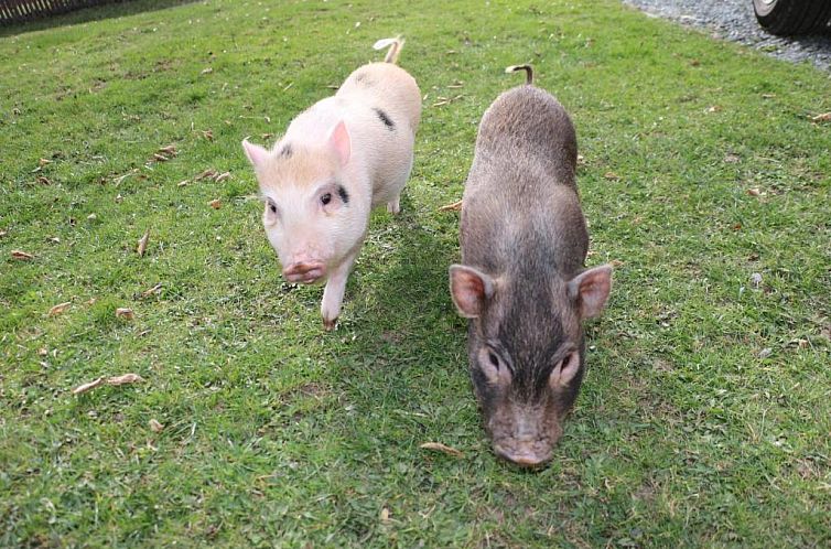 Ferienhof Obergasser und Bergblick