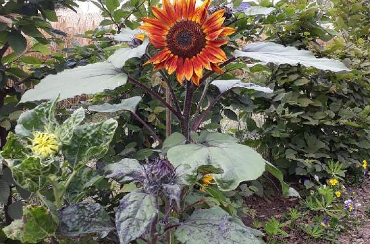 Bingers kleine Scheune