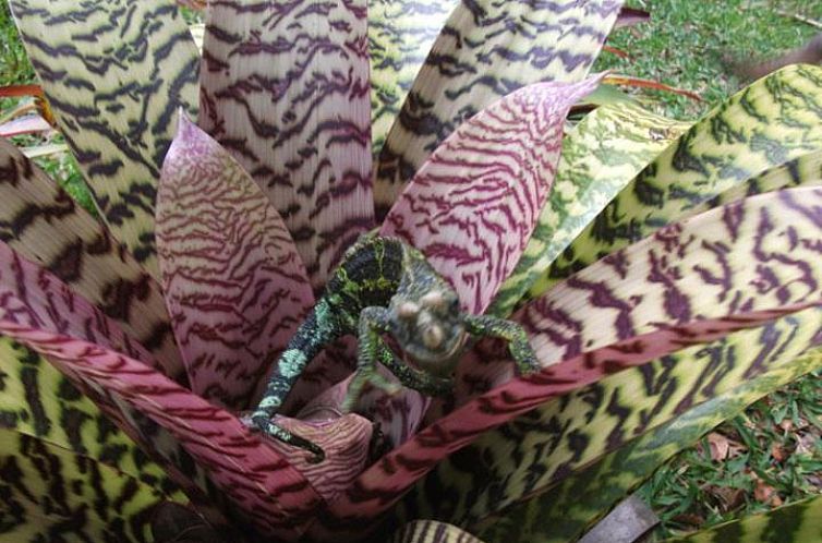 Aloha Crater Lodge and Lava Tube Tours