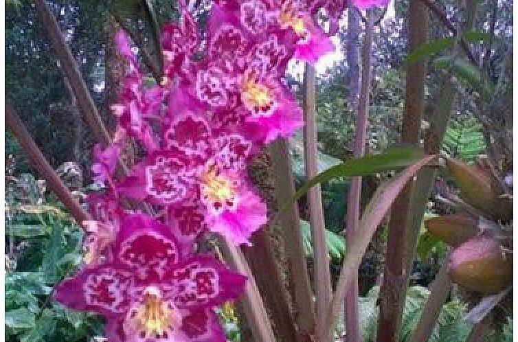 Aloha Crater Lodge and Lava Tube Tours