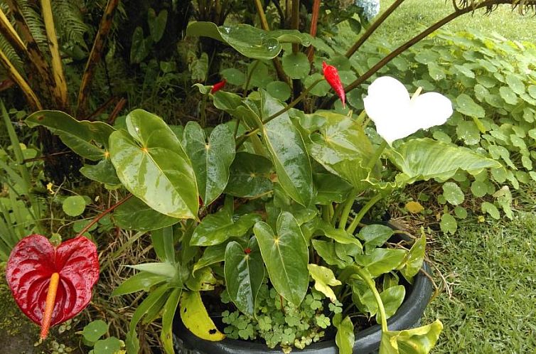 Aloha Crater Lodge and Lava Tube Tours