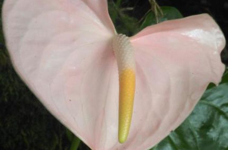 Aloha Crater Lodge and Lava Tube Tours