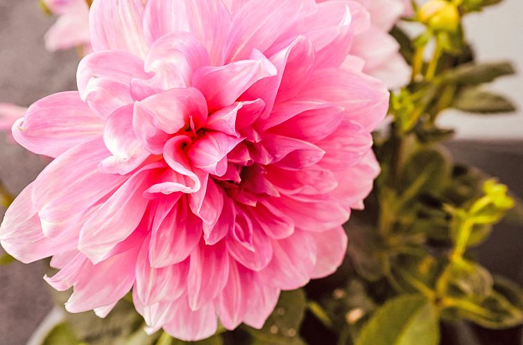 Appartement Waidmannsheil - 67qm