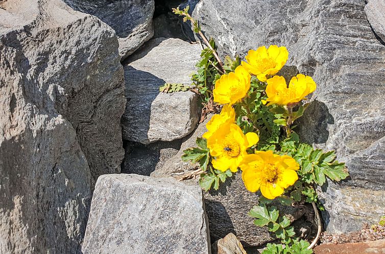 Appartement Weissbachergut