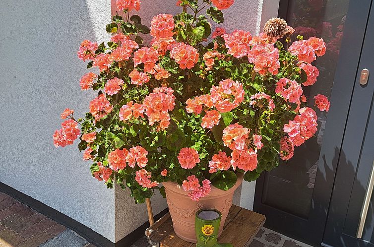 Appartement Dankl