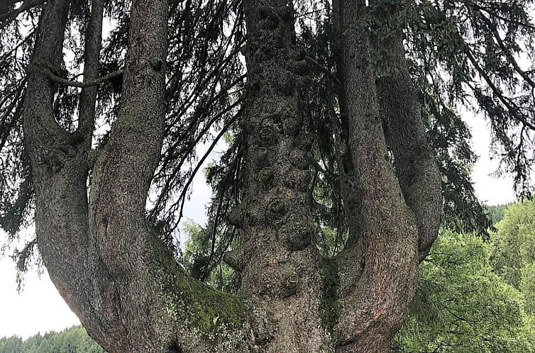 Mangartblick
