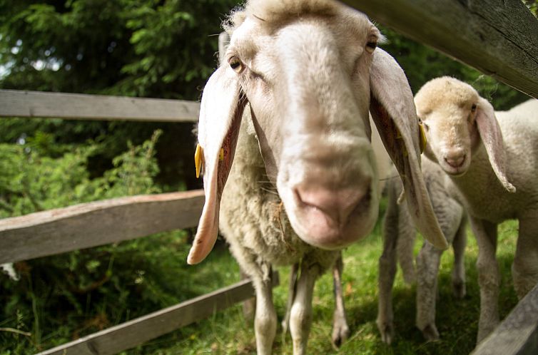 Vakantiehuis Reinbacher