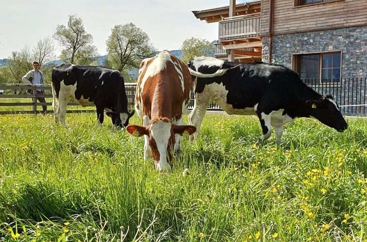 Appartement Die Tagträumerei