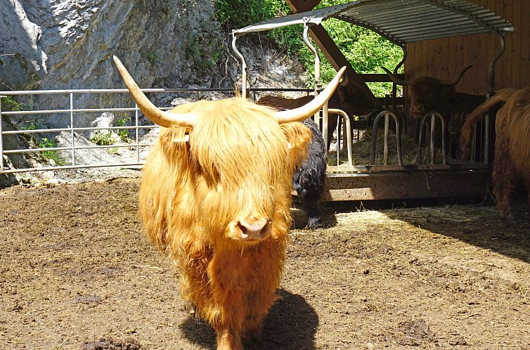 Appartement Urgbach Apart