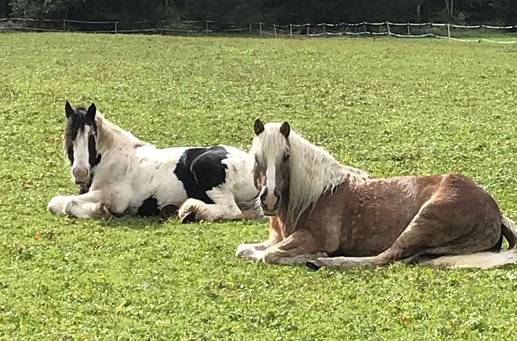 Appartement Pony-Ziegen-Hasen-Ranch in Bichlbach