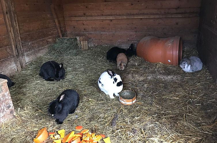 Appartement Pony-Ziegen-Hasen-Ranch in Bichlbach